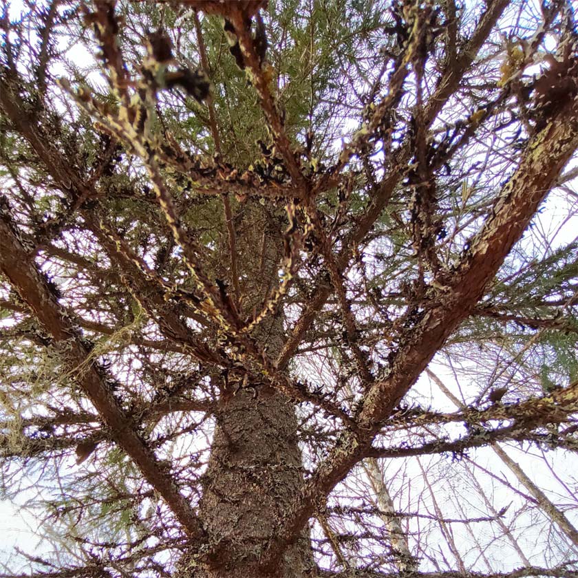 Oma puu ja linnunpönttö lahjaksi Sunsilva metsien puolesta