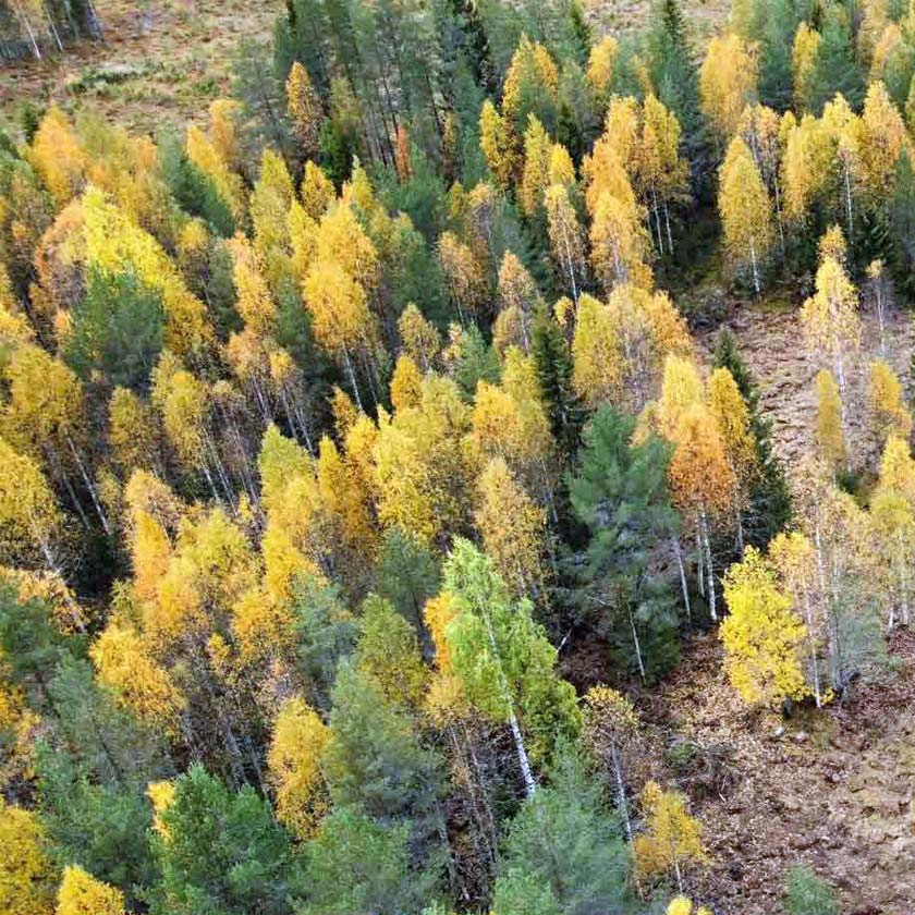 Oma puu ja linnunpönttö lahjaksi Sunsilva metsien puolesta