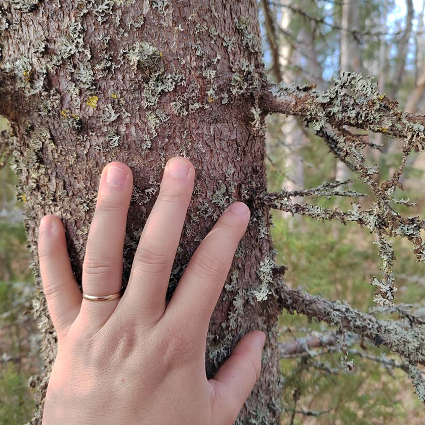 Oma puu ja linnunpönttö lahjaksi Sunsilva metsien puolesta